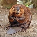 Beaver King (@beaverking)
