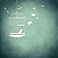 Bird in a Cage (@sskaronski)